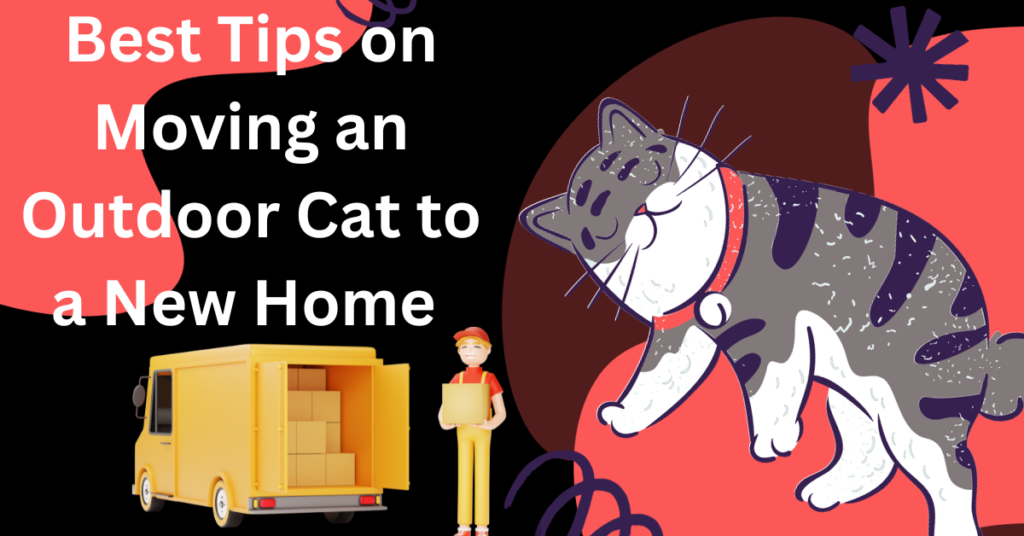 Best Tips on Moving an Outdoor Cat to a New Home 